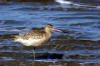 Marbled Godwit Morro Strand Beach, Morro Bay, CA 4-7-04