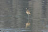 Long Billed Curlew t Morro Strand Beach, Morro Bay, CA 4-7-04
