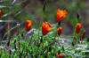 California Poppies near Morro Strand Beach, Morro Bay, CA 4-7-04