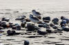 Western Snowy Plovers Morro Strand Beach, Morro Bay, CA 4-7-04