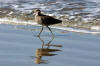 Willet on Morro Strand Beach, Morro Bay, CA 4-7-04