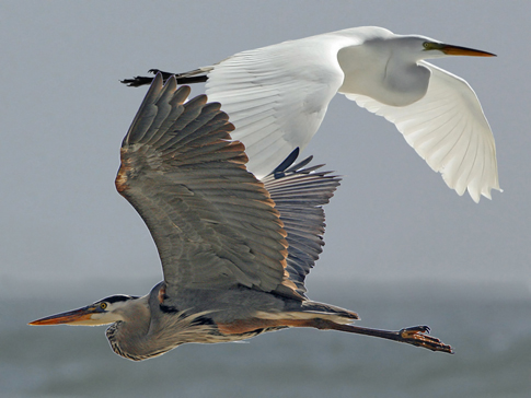 Great Egret and Great Blue Heron Composite, Morro Strand State Beach, Morro Bay, CA -- June 17, 2006