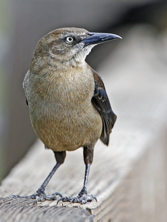 Great-tailed Grackle (female), San Simeon, CA -- April 7, 2006