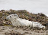 Harbor Seal Pup, Villa Creek, Estero Bluffs, Cayucos, CA -- April 15, 2006