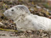 Harbor Seal Pup, Villa Creek, Estero Bluffs, Cayucos, CA -- April 15, 2006