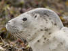 Harbor Seal Pup, Villa Creek, Estero Bluffs, Cayucos, CA -- April 15, 2006