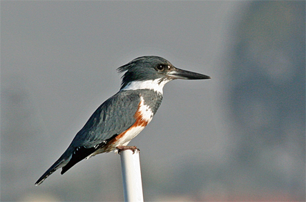 Kingfisher, in Morro Bay, CA -- Jan. 6, 2006