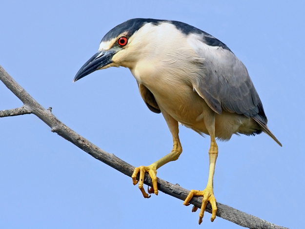 Black-crowned Night-Heron, in Morro Bay, CA, July 11, 2005