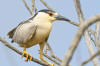 Black-crowned Night-Heron, in Morro Bay, CA, July 11, 2005