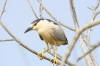 Black-crowned Night-Heron, in Morro Bay, CA, July 11, 2005