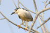 Black-crowned Night-Heron, in Morro Bay, CA, July 11, 2005