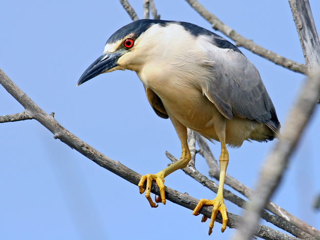 Black-crowned Night-Heron, in Morro Bay, CA, July 11, 2005 