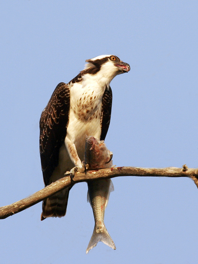 Osprey, Morro Strand State Beach, Morro Bay, CA -- Oct. 12, 2006