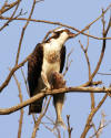 Osprey, Morro Strand State Beach, Morro Bay, CA -- Oct. 12, 2006