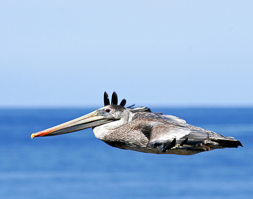 Brown Pelican, Montaa de Oro State Park, CA -- Oct. 4, 2006