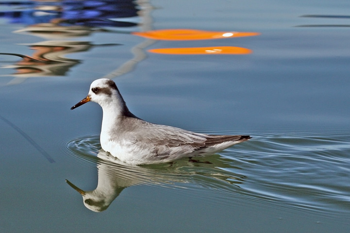 Red-necked Phalarope in Morro Bay, CA -- Jan. 6, 2006 