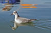 Red-necked Phalarope in Morro Bay, CA -- Jan. 6, 2006