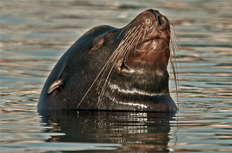 Sea Lion in Morro Bay, CA -- Jan. 6, 2006