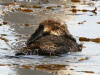 Sea Otter in morro Bay, CA -- April 1, 2006