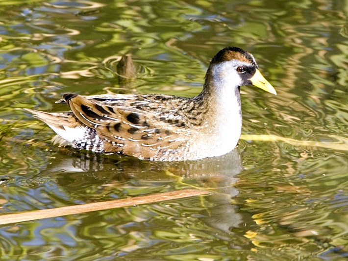 Sora (Small Rail, Porzana carolina) - Cloisters Pond, Morro Bay, CA