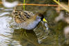 Sora (Small Rail, Porzana carolina) - Cloisters Pond, Morro Bay, CA, Jan. 25, 2006