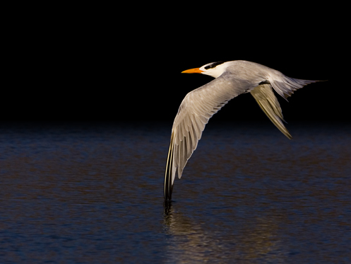 Elegant Tern, Morro Strand State Beach, Morro Bay, CA -- Oct. 9, 2006