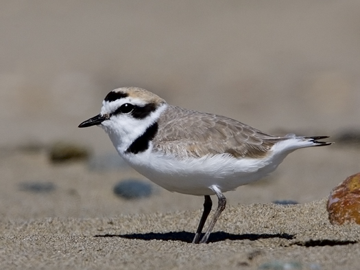 Western Snowy Plover (adult male), Morro Strand Beach, Morro Bay, CA -- April 8, 2006