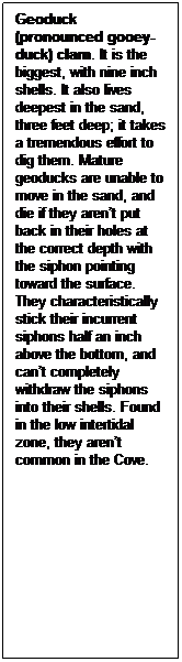 Text Box: Geoduck (pronounced gooey-duck) clam. It is the biggest, with nine inch shells. It also lives deepest in the sand, three feet deep; it takes a tremendous effort to dig them. Mature geoducks are unable to move in the sand, and die if they arent put back in their holes at the correct depth with the siphon pointing toward the surface. They characteristically stick their incurrent siphons half an inch above the bottom, and cant completely withdraw the siphons into their shells. Found in the low intertidal zone, they arent common in the Cove.