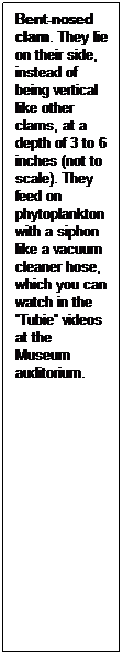 Text Box: Bent-nosed clam. They lie on their side, instead of being vertical like other clams, at a depth of 3 to 6 inches (not to scale). They feed on phytoplankton with a siphon like a vacuum cleaner hose, which you can watch in the Tubie videos at the Museum auditorium.