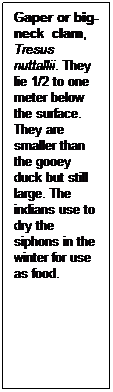 Text Box: Gaper or big-neck clam, Tresus nuttallii. They lie 1/2 to one meter below the surface. They are smaller than the gooey duck but still large. The indians use to dry the siphons in the winter for use as food.