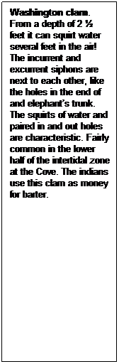 Text Box: Washington clam. From a depth of 2 ˝ feet it can squirt water several feet in the air! The incurrent and excurrent siphons are next to each other, like the holes in the end of and elephants trunk. The squirts of water and paired in and out holes are characteristic. Fairly common in the lower half of the intertidal zone at the Cove. The indians use this clam as money for barter.