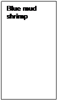 Text Box: Blue mud shrimp