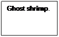 Text Box: Ghost shrimp. 
