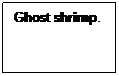Text Box: Ghost shrimp.