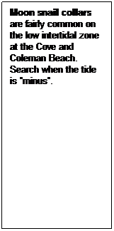 Text Box: Moon snail collars are fairly common on the low intertidal zone at the Cove and Coleman Beach. Search when the tide is minus.